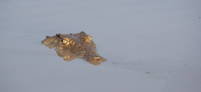 Baby Crocodile In The Water