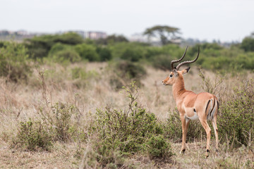 gazelle deer (Africa Deer)  turn back and looking back to camera in open field savannah.