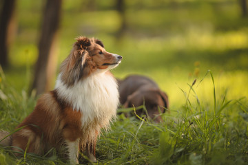 portrait of Collie dog
