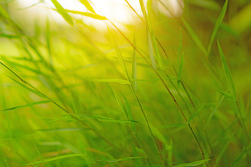 Fresh green leaves of grass under sunlight morning on blurred background 