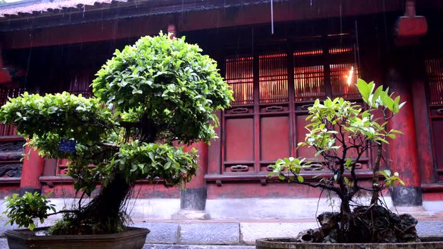 Bonsai tree in a buddhist temple while raining in Vietnam