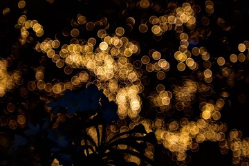 花のシルエットと玉ボケ