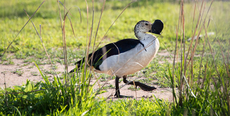 Duck Knob-Billed zambia
