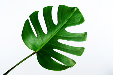 Monstera leaf isolated on white background with clipping path.