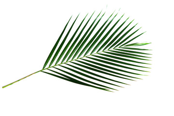 Green palm leaf branch isolated on white background with clipping path.