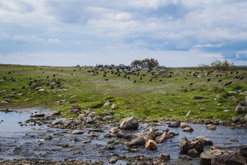 small Rocky River in summer