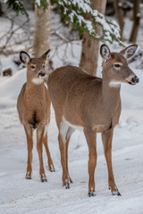 deer in snow Adirondack park