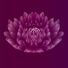 Beautiful flower on purple pink background. Vector illustration