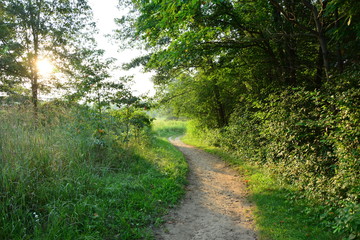 Fototapeta na wymiar Path through the forest at dawn 