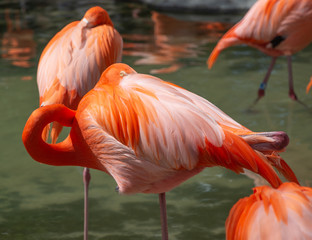 Fototapeta na wymiar Flamingos in water 