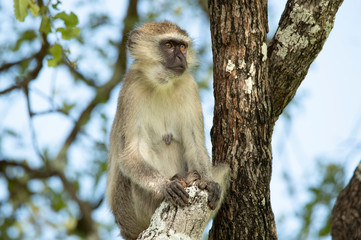 Baboon on a tree