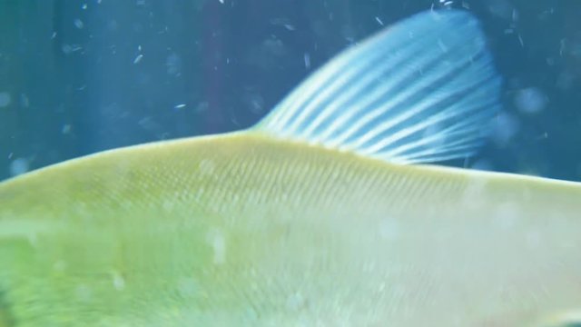 Works water purification system. Water enrichment with oxygen pump. Biological balance. Goldfish swims.