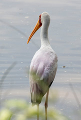 Yellow-billed Stork zambia