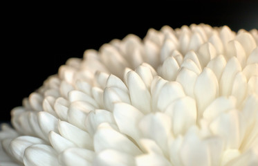 White Flower Close Up