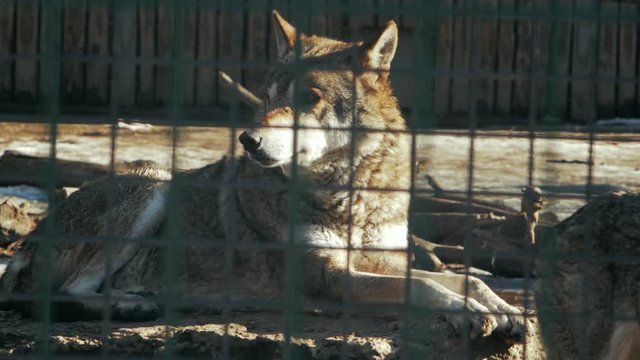 european wolf lies on a stone in the zoo (сanis lupus)