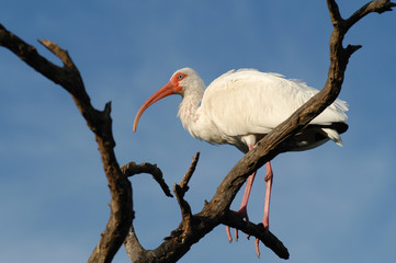 White Ibis bird perched in bare tree branches against blue sky