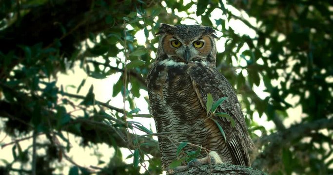 Medium shot of a Great Horned Owl with big eyes looking directly at camera.