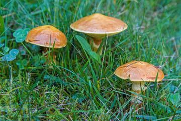Der bevorzugte Wachstumsort derGold-Röhrling sind Lärchenwälder, deshalb wird er auch oft in der Umgangssprache als Lärchenpilz bezeichnet