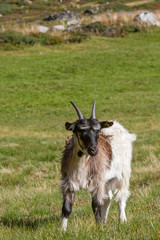 Ziegen im Zwieselbachtal in Tirol