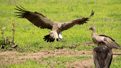Vulture landing zambia
