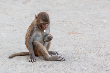 Monkey in Anuman temple, India