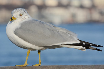 Ring-billed Gull on the Hudson River in Manhattan