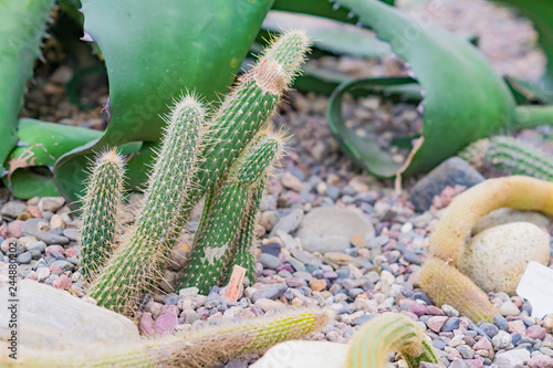 Close Up Of Succulent Plants Among Stones In Botnical Garden