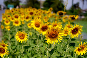 Obraz premium THE GIANT SUNFLOWERS FIELD