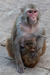 Monkey in Anuman temple, India