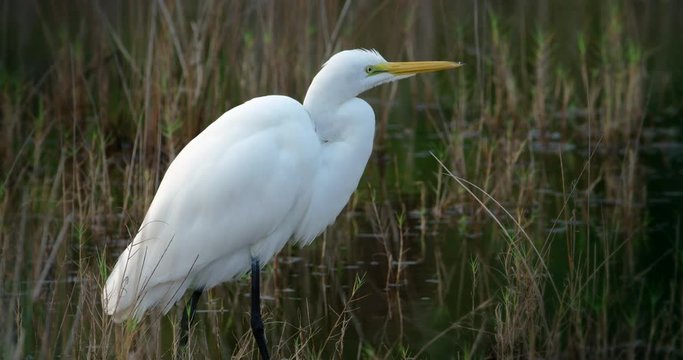 Beautiful classic shot of Great white egret standing silently in wetlands while hunting for prey