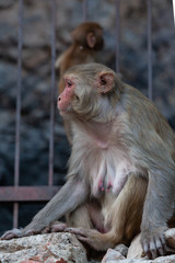 Monkey in Anuman temple, India