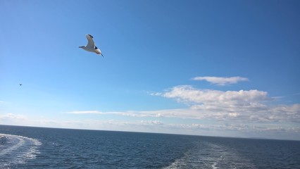 Seagull is flying over the sea