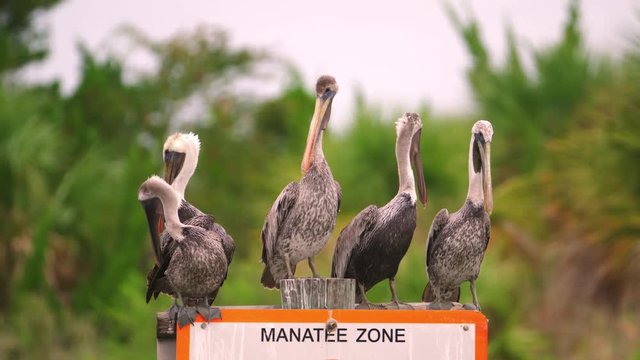 Pelicans perched on a warning sign that says MANATEE ZONE