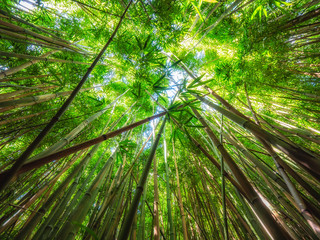 There is a really cool bamboo forest along the Pipiwai trail on the way to the Waimoku Falls on Maui, Hawaii. Looking up at the bamboo like this gives an idea of its size.