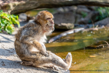 Macaca sylvanus is scratching his leg 