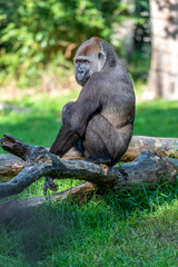 Gorilla is pooping while he is sitting on a branch