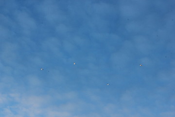 sky gulls