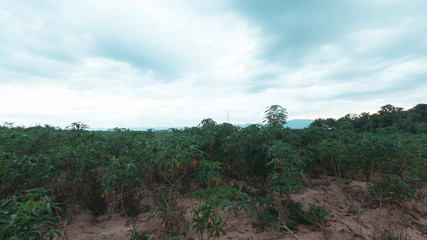 stormy and cloud is moving tapioca tree in farm, landscape 
