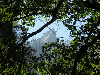 tree in the sky