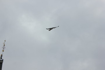 gull