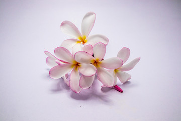Naklejka na ściany i meble White plumeria flower