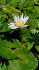 Lotus in pool volume 6555885