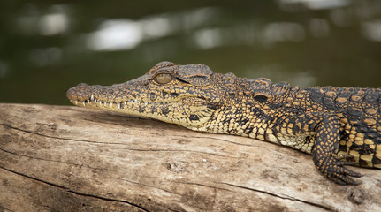 baby crocodile zambezi river