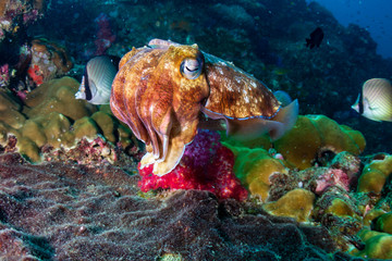 Female Pharaoh Cuttlefish (Sepia pharaonis) laying eggs on a tropical coral reef (Richelieu Rock)