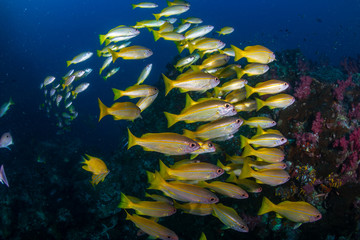 Fototapeta na wymiar Large shoals of tropical fish around a coral reef in Thailand's Similan Islands
