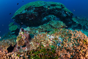 A damaged tropical coral reef at Ko Bon, Thailand's Similan Islands