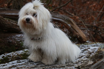 Dog