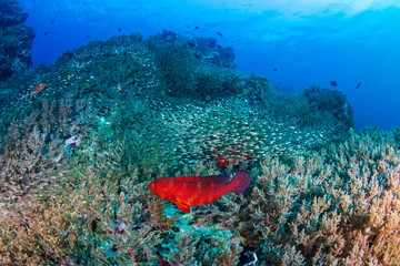 A colorful Coral Grouper (Cephalopholis miniata) swimming around a healthy, thriving tropical coral reef in Thailand