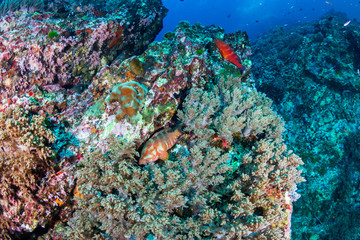 A colorful Coral Grouper (Cephalopholis miniata) swimming around a healthy, thriving tropical coral reef in Thailand