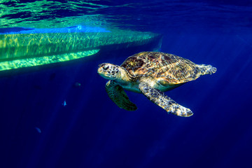 Large Green Sea Turtle (Chelonia mydas) near the surface in a tropical ocean (Similan Islands)